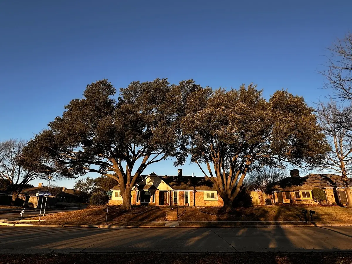 Established residential canopy tree shading a home in Cave Creek